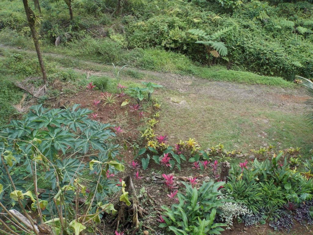 Roots Jungle Retreat