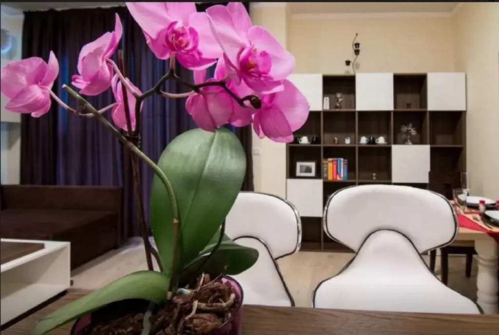 Super Central Luxury Apartments